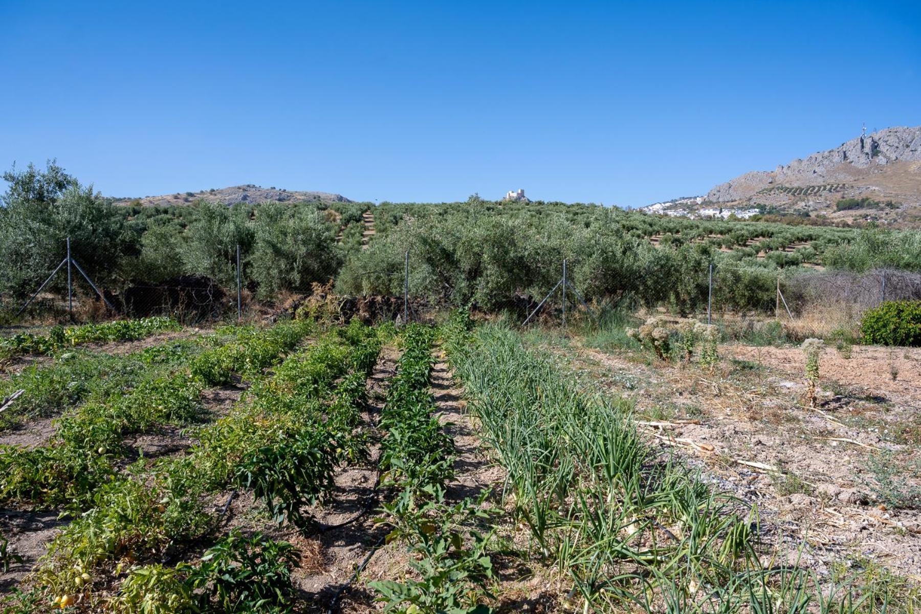 Agroturismo Ecologico El Cortijillo 루크 외부 사진